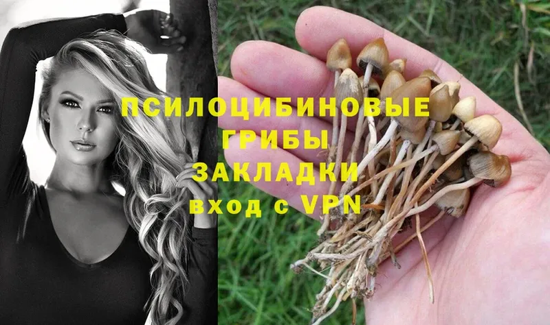 наркота  Горняк  Галлюциногенные грибы Psilocybe 